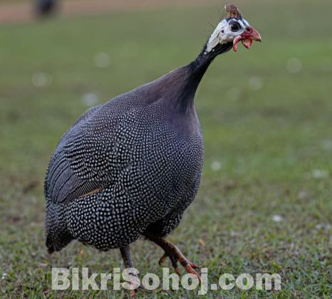 , তিতির জোড়া